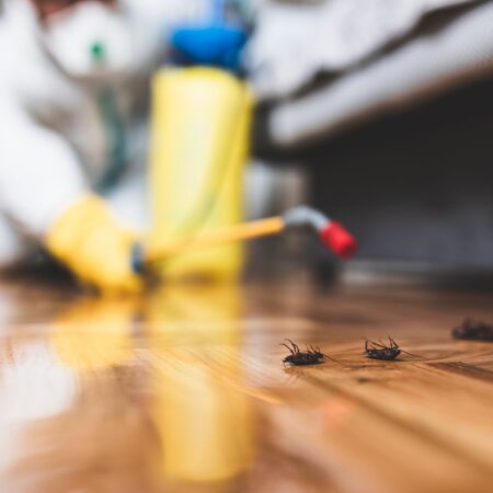 Expert Pest Management in Sydney’s Inner West: Say Goodbye to Unwanted Guests