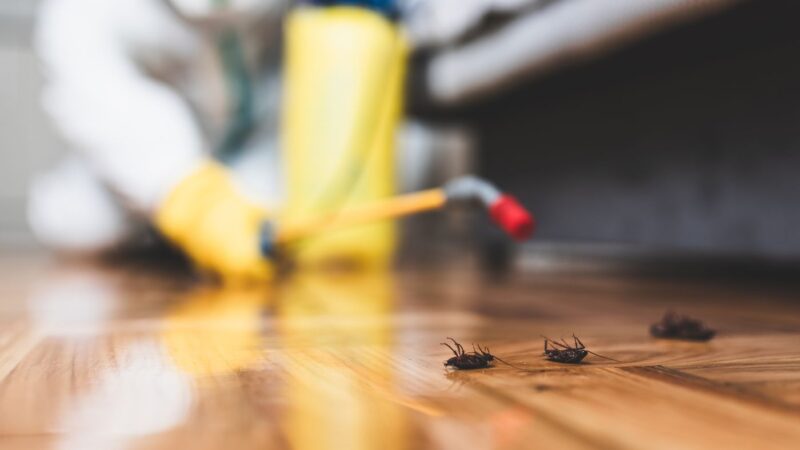 Expert Pest Management in Sydney’s Inner West: Say Goodbye to Unwanted Guests