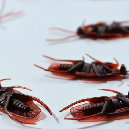 Management of Cockroaches: Important Issues for Businesses