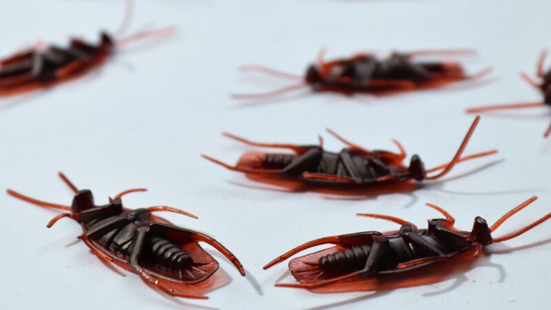 Management of Cockroaches: Important Issues for Businesses