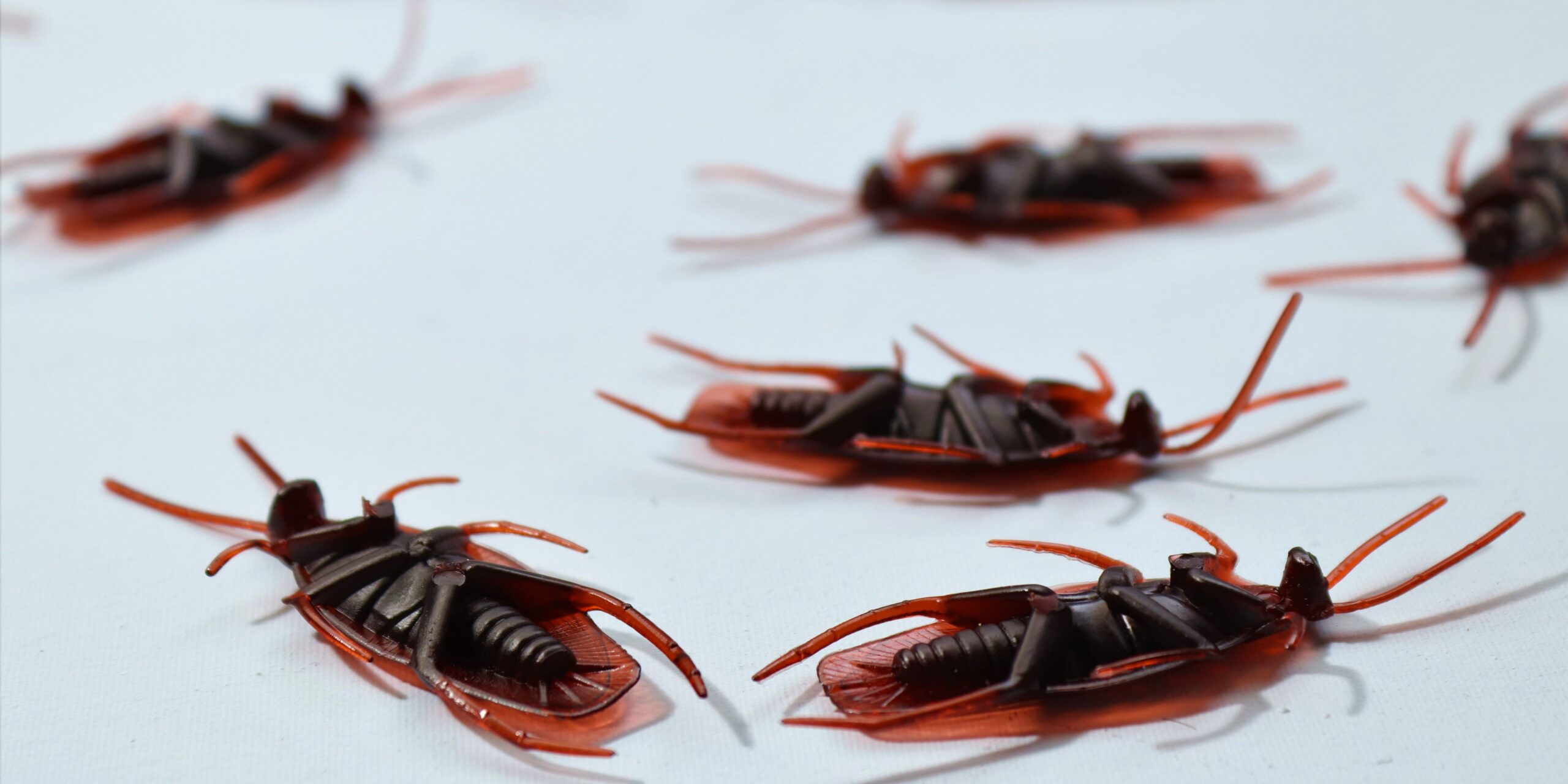 Management of Cockroaches: Important Issues for Businesses