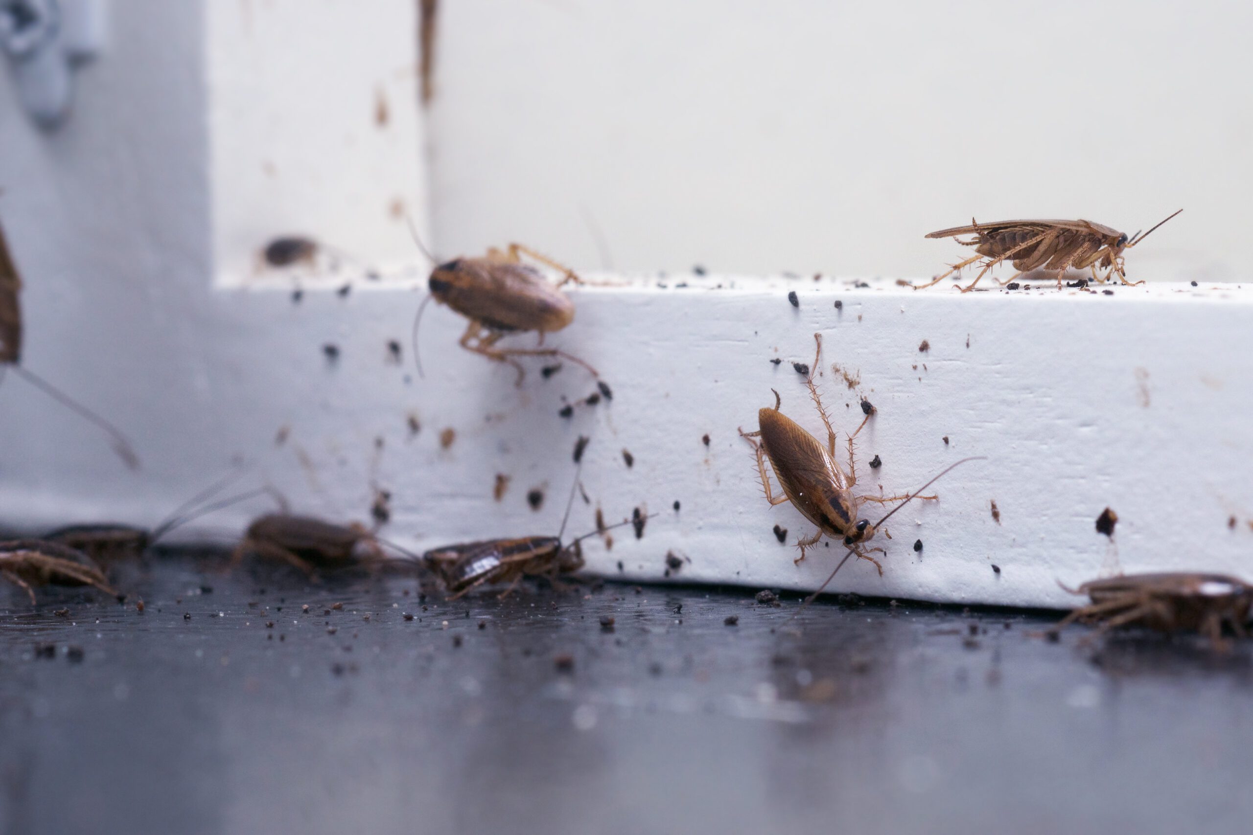 Exterminateur coquerelle: contrôle des infestations pour entreprises