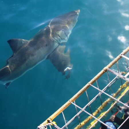 Understand the Importance of Sharks in the Ecosystem Through Cage Diving