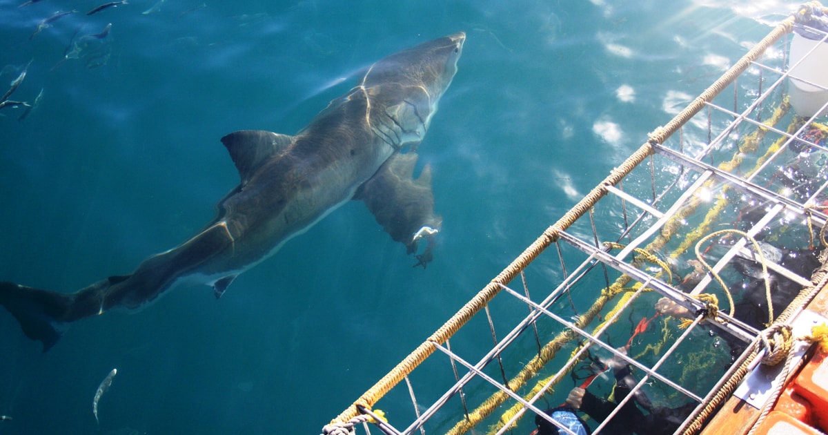 Understand the Importance of Sharks in the Ecosystem Through Cage Diving